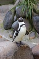 stunningly beautiful Penguin Bird