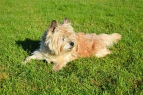 fluffy little dog is lying on the lawn