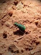 green beetle on the sandy ground