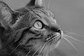 black-white portrait of a domestic cat