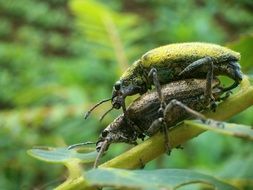 beetles mate
