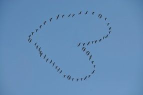 heart of birds in the sky