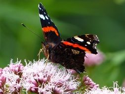 red Butterfly on Flower close-up on blurred background