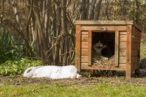 rabbit in a wooden cage in the garden