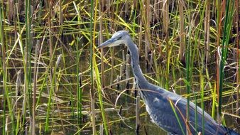grey heron in swamp