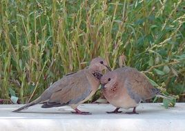 Doves Pigeon Birds