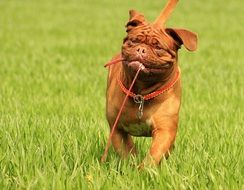 Cute, beautiful brown running bordeaux dog with rope on the grass