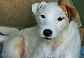 portrait of cute face of white jack russell terrier dog