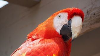 red parrot in a zoo