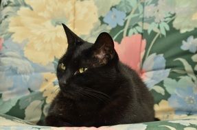 black Cat on Chair