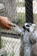 friendly Lemur in zoo