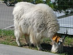 white fluffy goat is a representative of the fauna