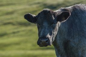 cow in the highlands