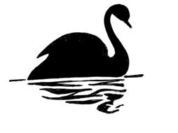 Swan Bird Black Calm Dusk Lake