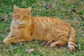 red cat lies on green grass