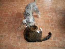 domestic cats play on the tiled floor