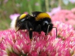 bee on a fluffy pink bud