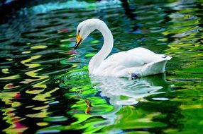 Beautiful Swan