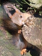 sweet grey squirrel