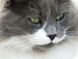 fluffy white and grey cat