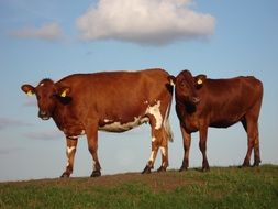 beautiful thoroughbred Cow