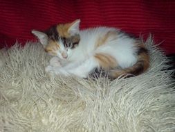 Multicolored kitten on a fluffy rug