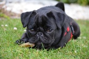 black purebred dog lying on the green grass