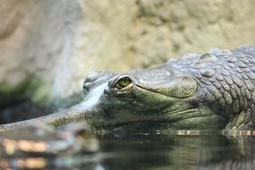 dark green crocodile in water