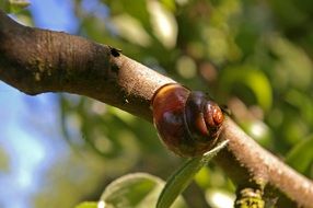 brown snail on a tree close-up