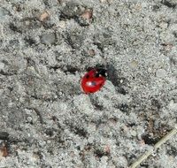 ladybug on grey sand