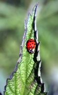 Ladybug on the leaf