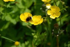 bee pollinates small yellow flowers