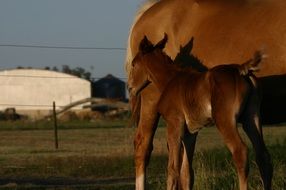 foal near a horse on a ranch