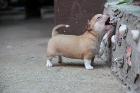 curious chihuahua puppy