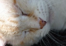 Cat Domestic sleeping close-up on blurred background