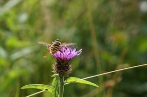 fly landing on Thistle Flower