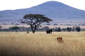 Lion and Elephant on the landscape in Africa