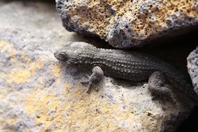 grey Lizard among stones, spain, tenerife
