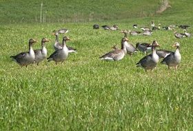 grey wild geese on green grass