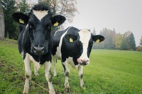 portrait of two staring farm cows