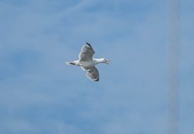 seagull is flying in the blue sky