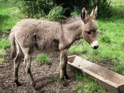 Brown and white donkey