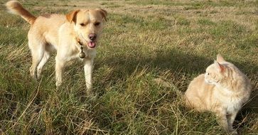 dog and cat on the field on a sunny day