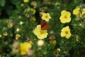 Red Butterfly on Yellow flower