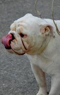 portrait of white English Bulldog