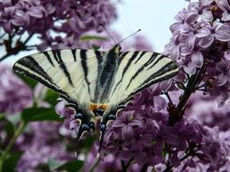 dovetail butterfly on a plant