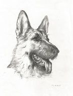 drawing of the head of a german shepherd