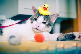 yellow rubber duck on a cat's head