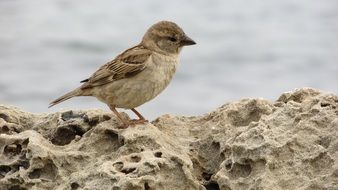 cute sparrow on the rock