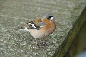 tiny chaffinch